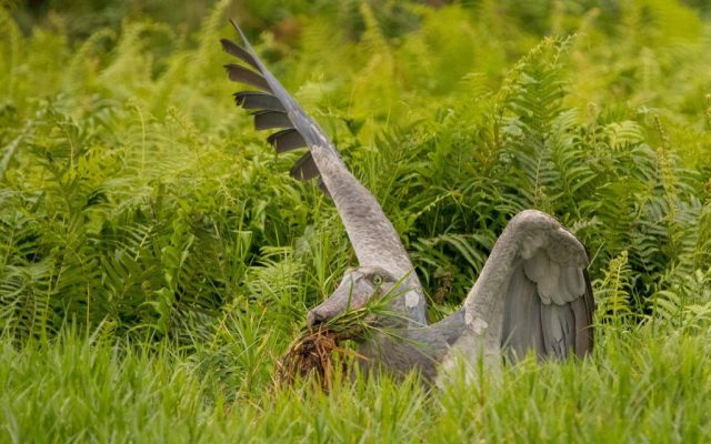 Birdwatcher’s Paradise: 10 Must-See Birds in Murchison Falls