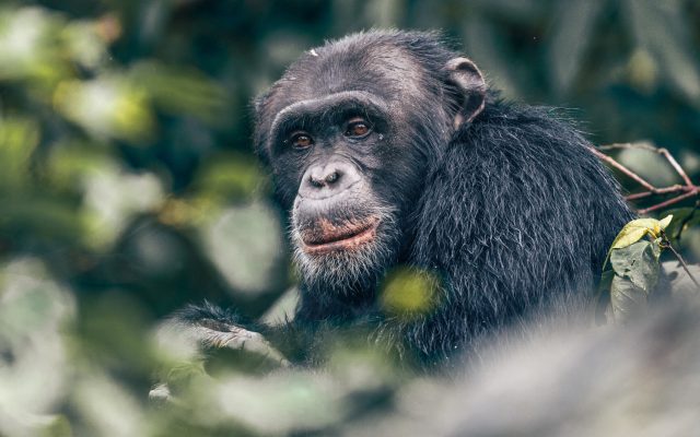 chimpanzee trekking budongo