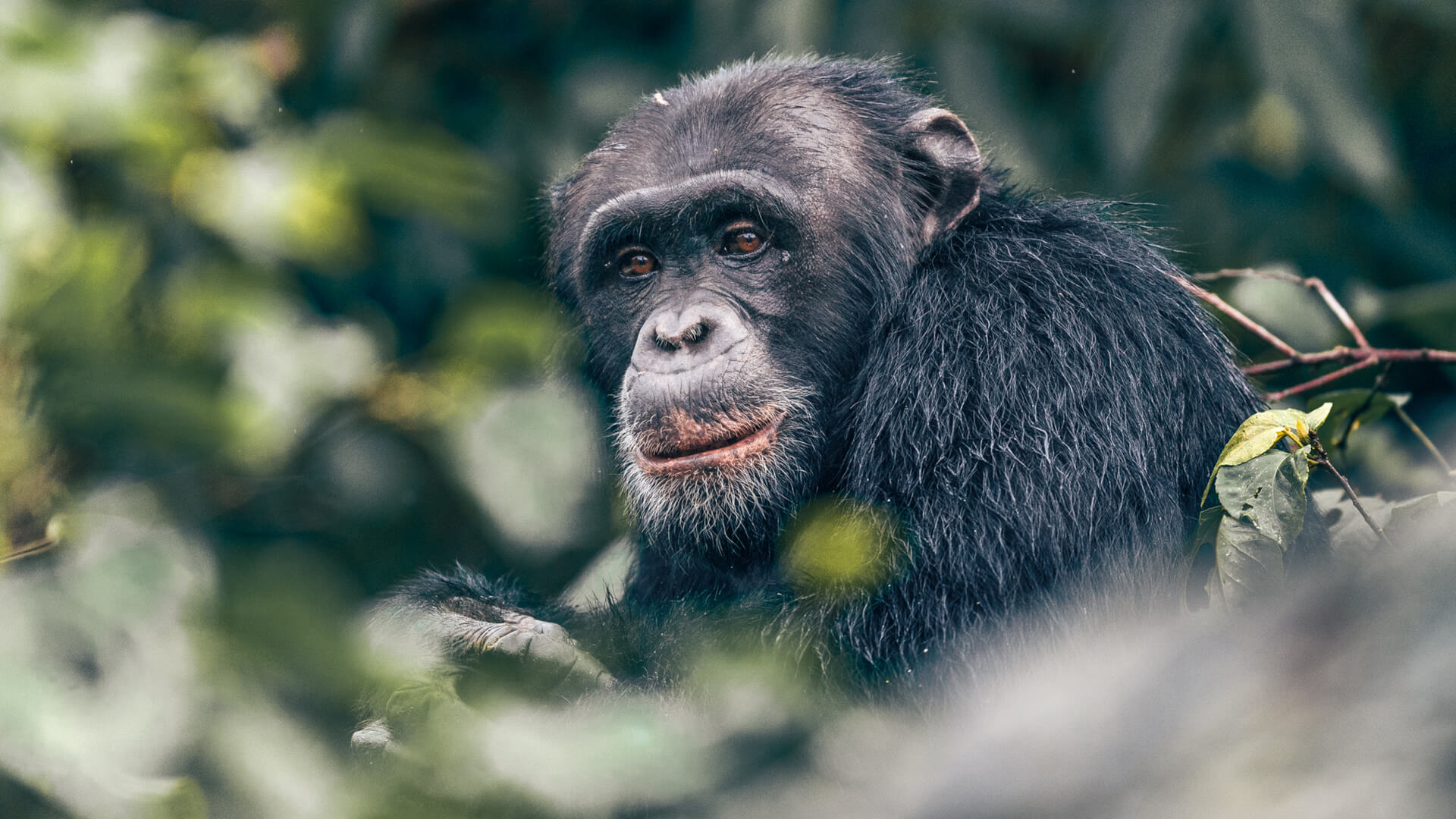 chimpanzee trekking budongo