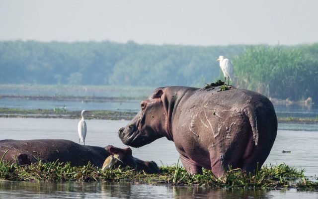 Understanding the Ecosystems of Murchison Falls National Park