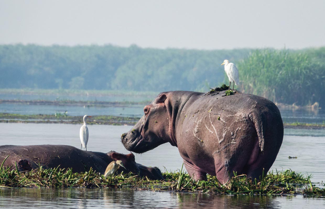 Understanding the Ecosystems of Murchison Falls National Park