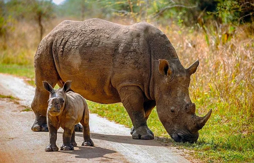Adult rhino and calf at Ziwa Rhino Sanctuary on a Uganda safari