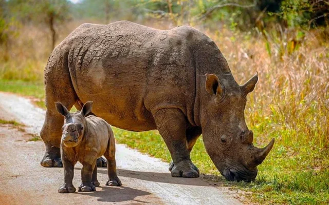 Are There Rhinos in Murchison Falls National Park?