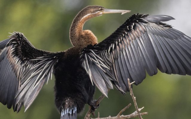 Top Birds of Murchison Falls: Shoebills, Eagles & More