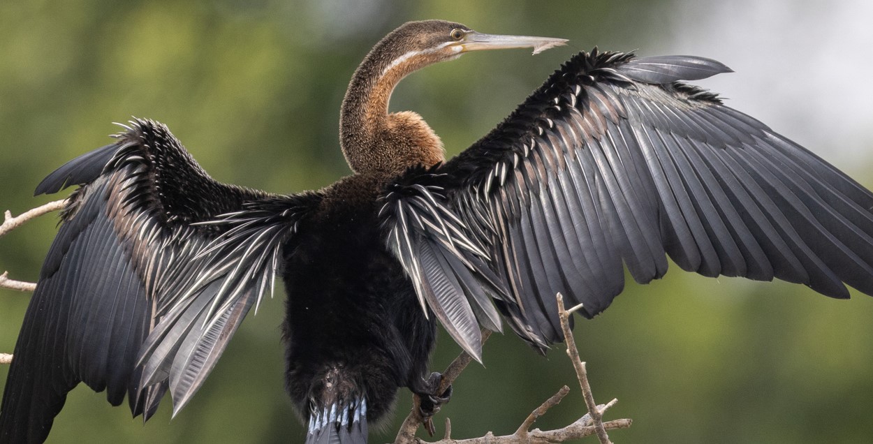 Top Birds of Murchison Falls: Shoebills, Eagles & More