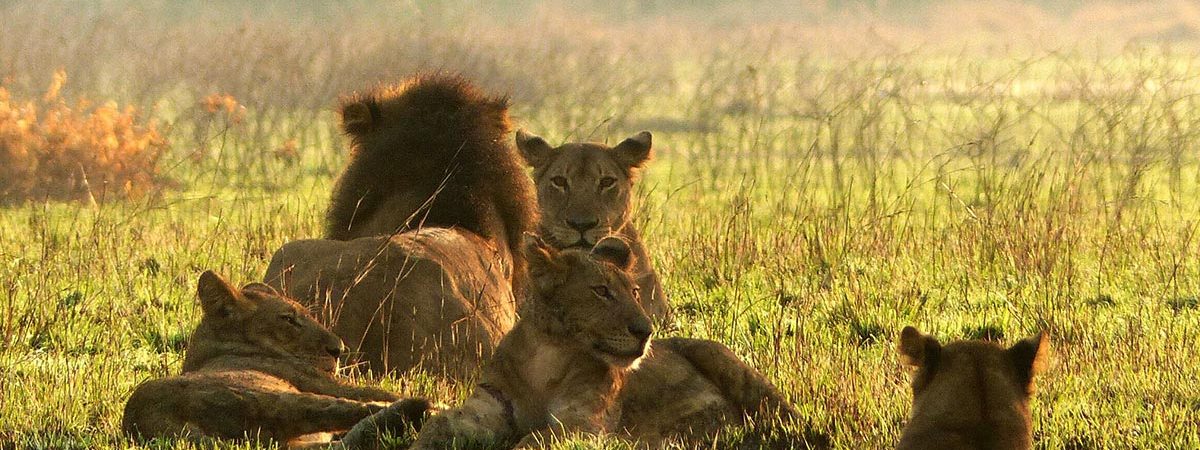 murchison falls big five