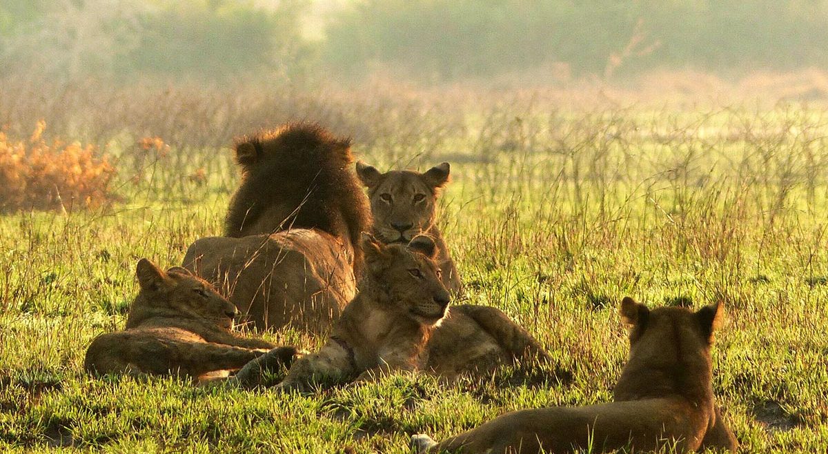murchison falls big five