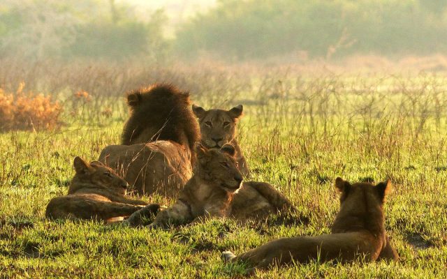 The Big Five in Uganda: Where to Spot Them in Murchison Falls