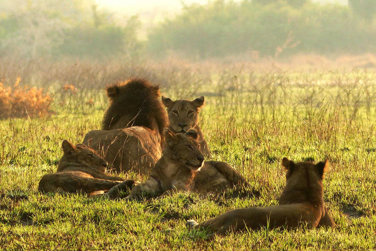 The Big Five in Uganda: Where to Spot Them in Murchison Falls