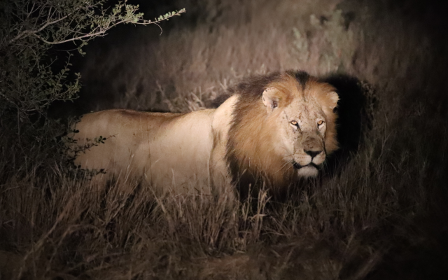 Nocturnal Wildlife: What to Expect on a Night Safari in Murchison Falls