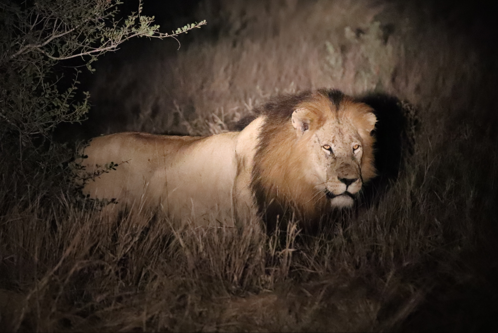 Nocturnal Wildlife: What to Expect on a Night Safari in Murchison Falls