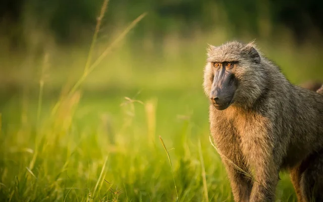 Primates of Murchison Falls: Chimpanzees, Baboons, Colobus & More