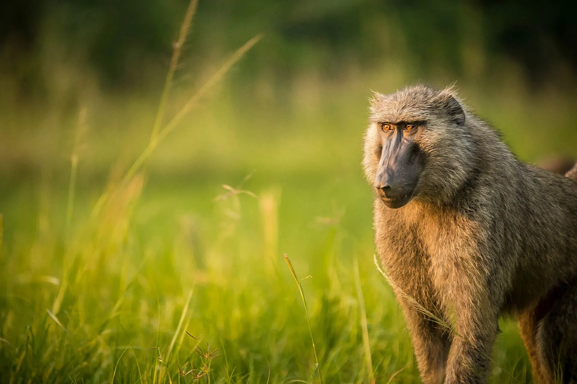 Primates of Murchison Falls: Chimpanzees, Baboons, Colobus & More
