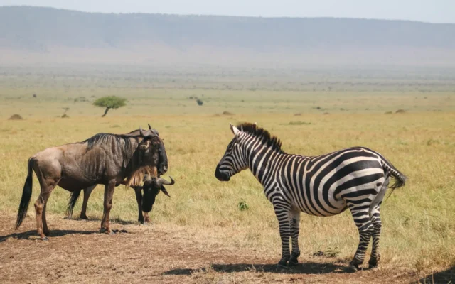 10 days safari uganda