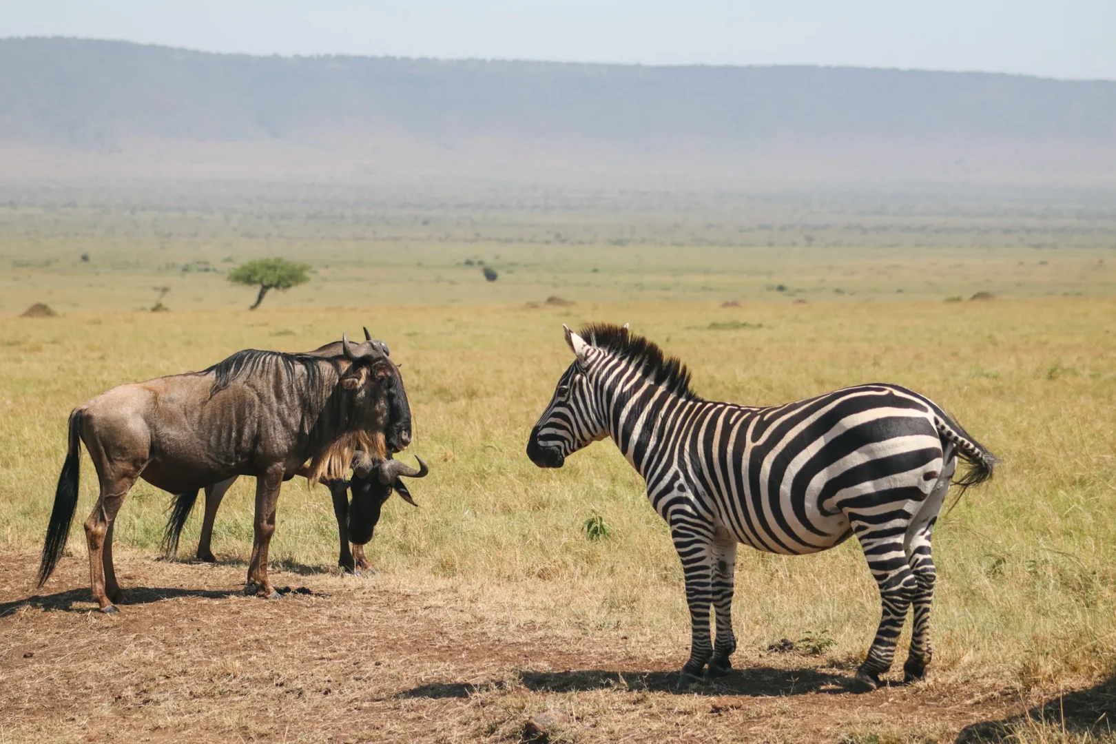 10 days safari uganda
