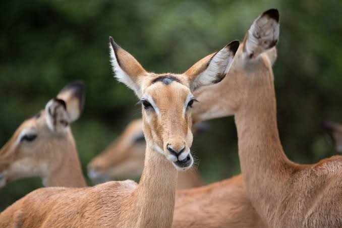 3 days murchison falls safari – big five antelopes