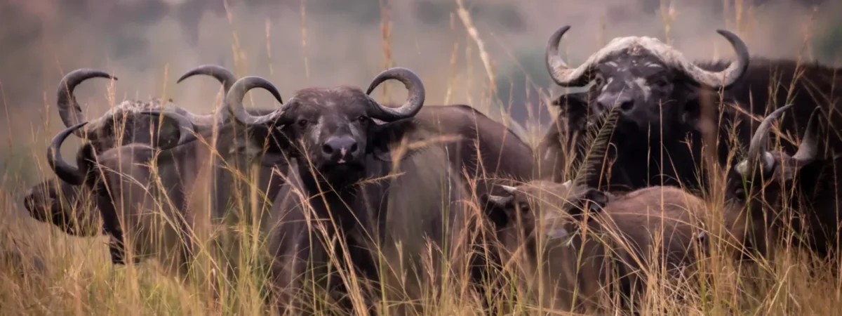 3 days murchison falls safari – big five buffalo