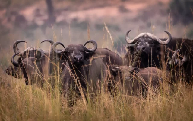 3 Days Murchison Falls National Park Safari – Big Five Safari Tour