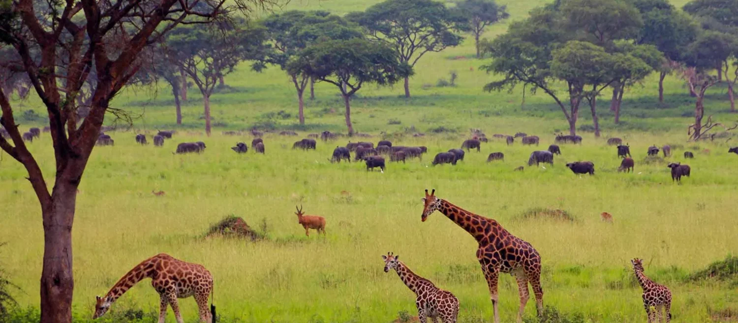 3 days murchison falls safari – wildlife