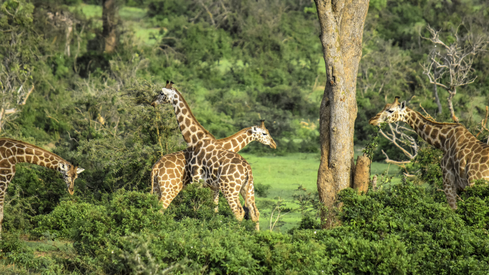 3 days safari
