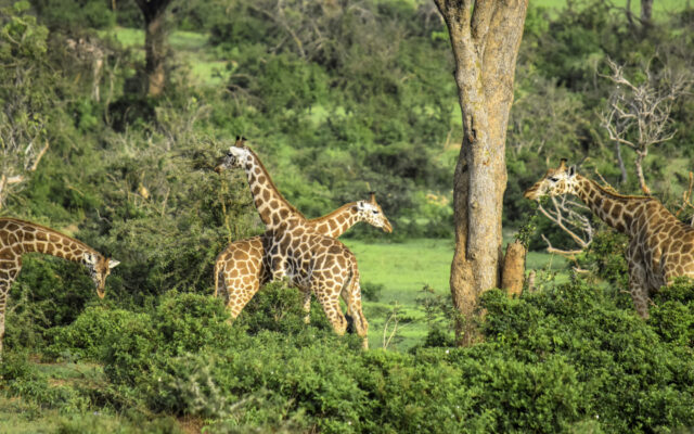 3 days safari