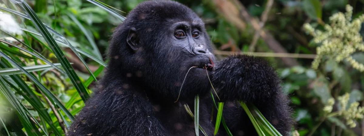 3 Days Uganda Gorilla Tracking — Uganda safari package