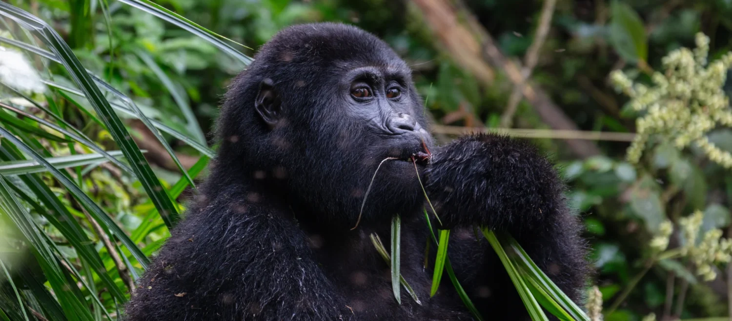 3 Days Uganda Gorilla Tracking — Uganda safari package