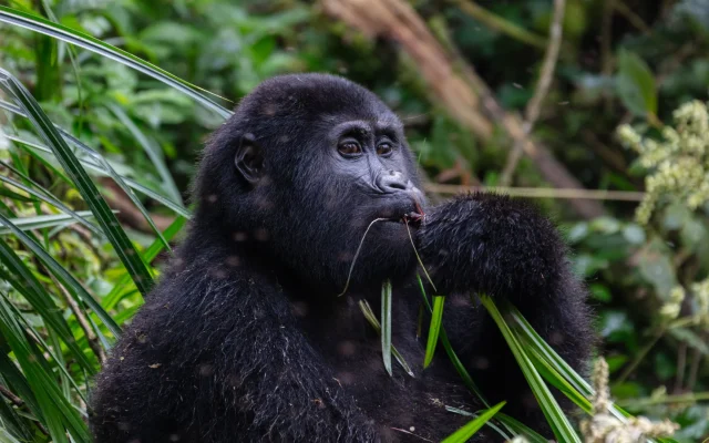 3 Days Uganda Gorilla Tracking