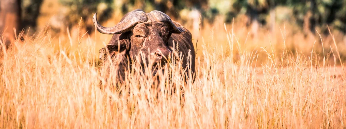 4 Days Murchison Falls Safari — Uganda safari package