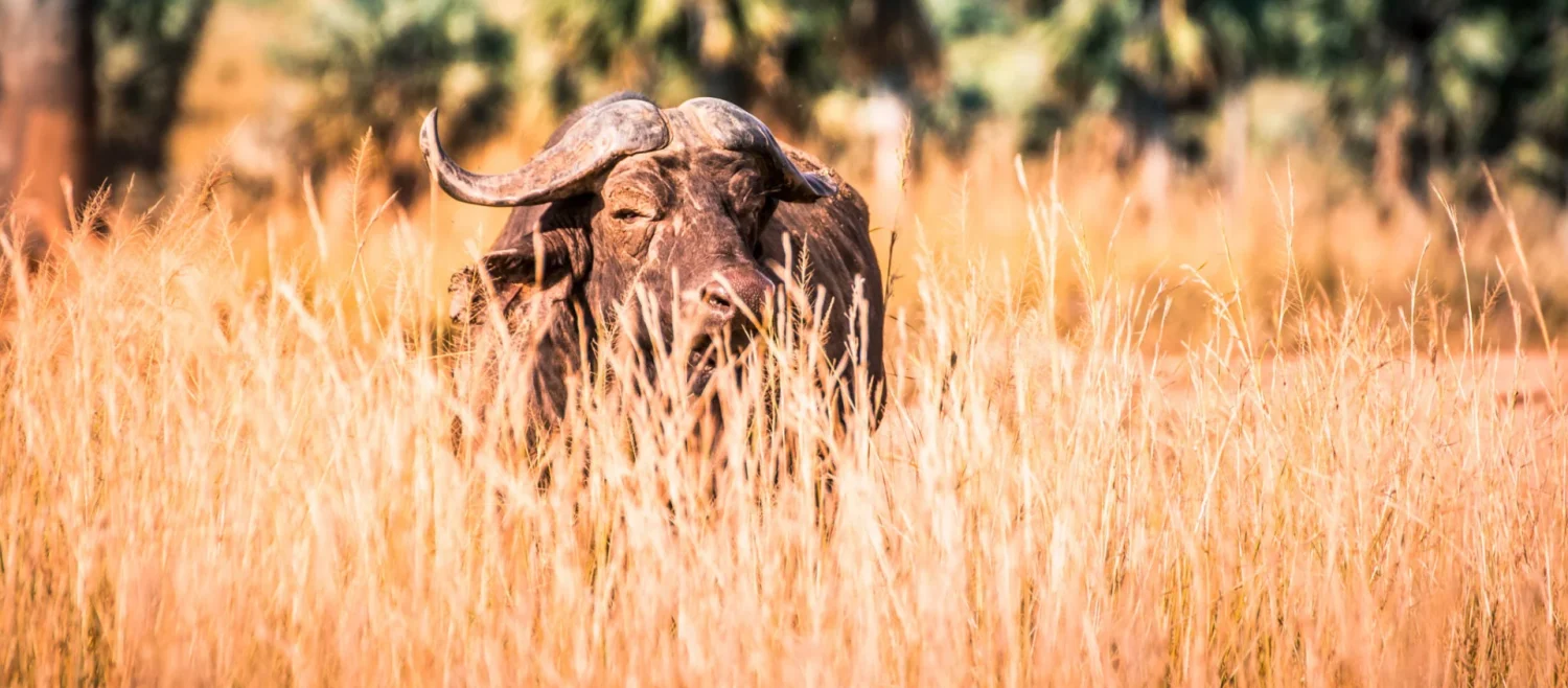 4 Days Murchison Falls Safari — Uganda safari package