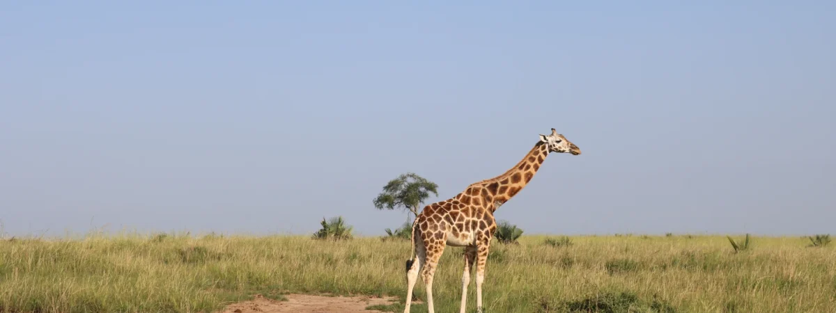 4 Day Murchison Falls Safari — Uganda safari package