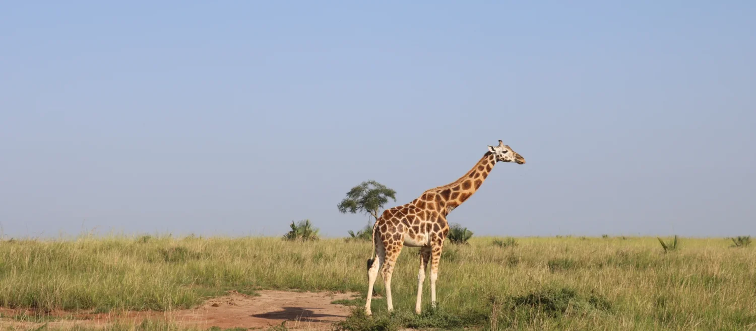 4 Day Murchison Falls Safari — Uganda safari package