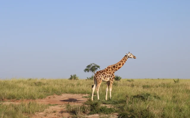 4 Day Murchison Falls Safari