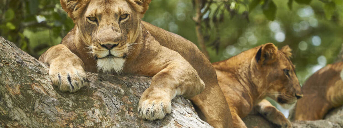 Africa, Uganda, Fort Portal, Elizabeth National Park, lions lying on a tree