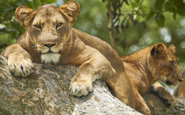 Africa, Uganda, Fort Portal, Elizabeth National Park, lions lying on a tree
