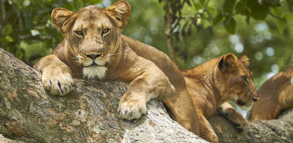 Africa, Uganda, Fort Portal, Elizabeth National Park, lions lying on a tree