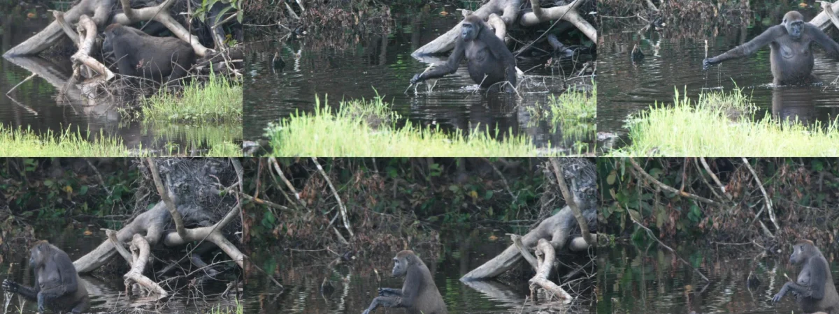 5-Day Gorillas & Golden Monkeys Safari in Uganda — Uganda safari package