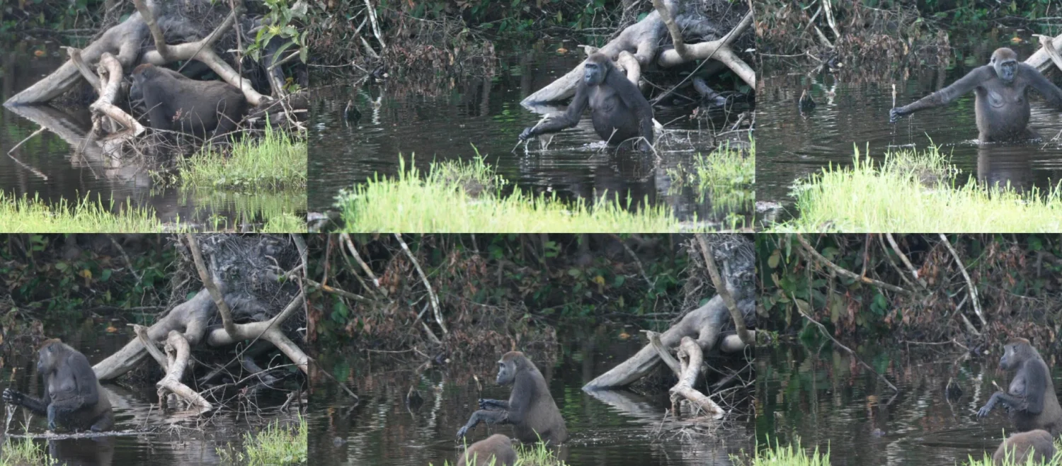 5-Day Gorillas & Golden Monkeys Safari in Uganda — Uganda safari package