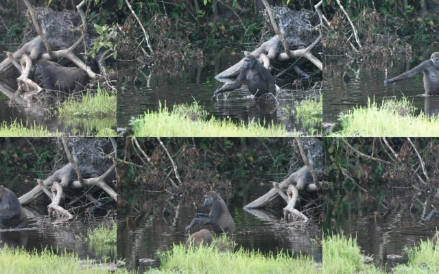5-Day Gorillas & Golden Monkeys Safari in Uganda