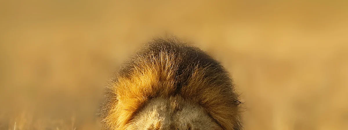 6 Days Murchison and Queen Safari — Uganda safari package