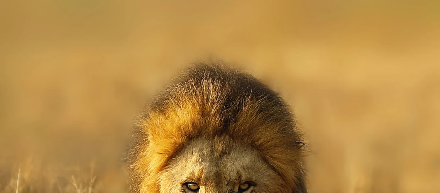 6 Days Murchison and Queen Safari — Uganda safari package