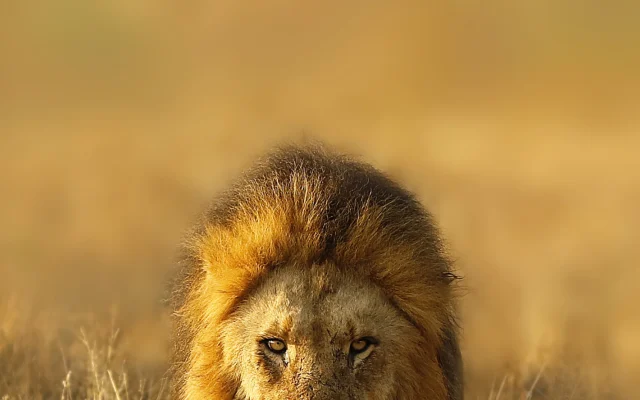 6 Days Murchison and Queen Safari