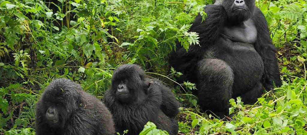 6-days-uganda-gorilla-trekking-safari