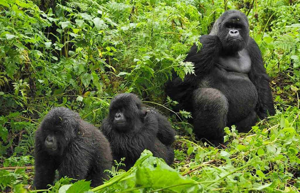 6-days-uganda-gorilla-trekking-safari
