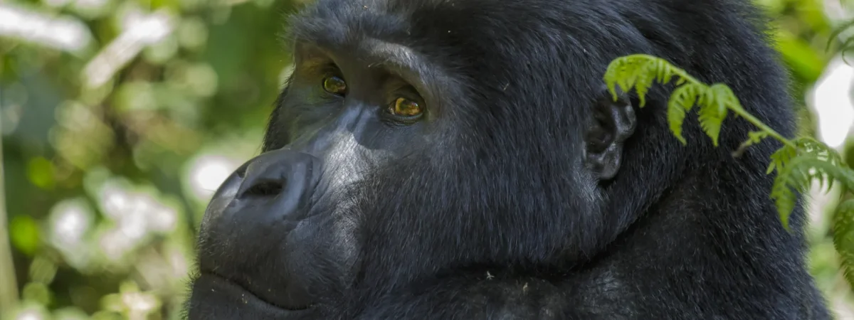 7 Day Primates Safari (Gorillas & Chimpanzees) — Uganda safari package