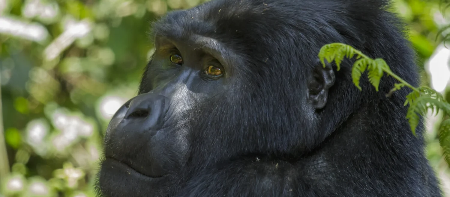 7 Day Primates Safari (Gorillas & Chimpanzees) — Uganda safari package