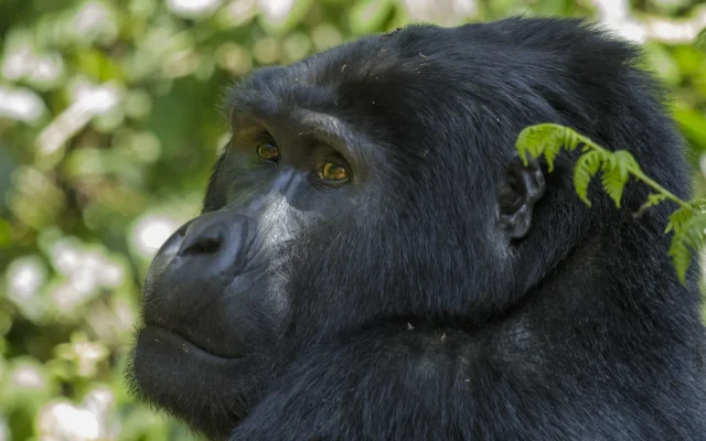 7 Day Primates Safari (Gorillas & Chimpanzees)
