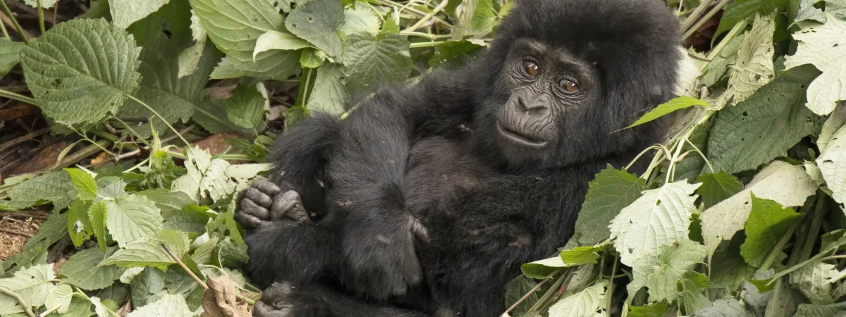 8 Day Wildlife and Gorilla Safari — Uganda safari package