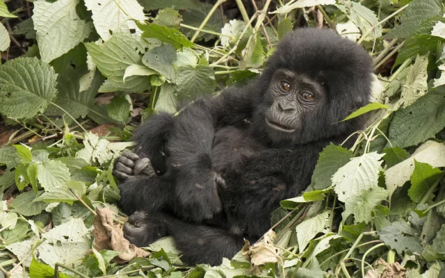 8 Day Wildlife and Gorilla Safari — Uganda safari package