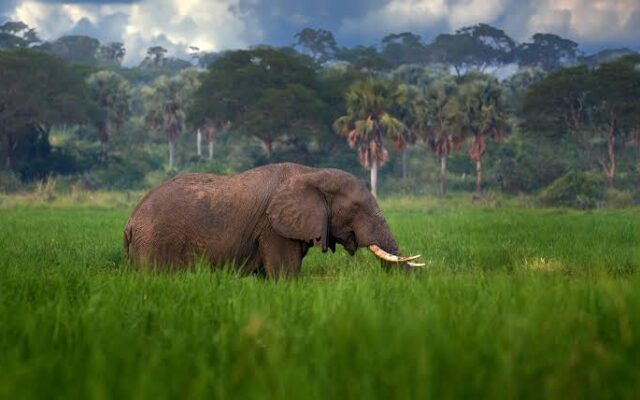 Acacia Species of Murchison Falls National Park